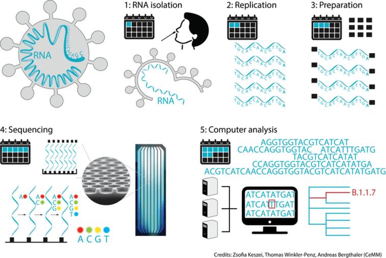 The image illustrates the 5 steps involved in NGS: 1. RNA isolation, 2. replication,, 3. preparation, 4. sequencing, 5. computer analysis